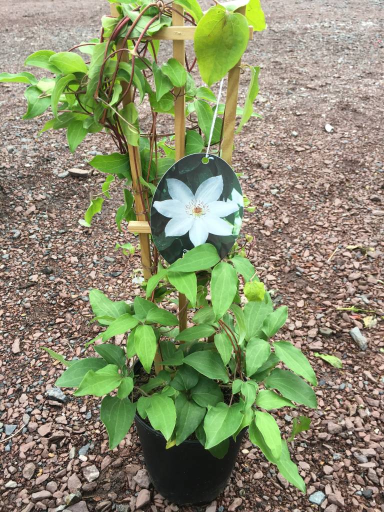 Clematis Henryi 3 Behmerwald Nursery Clematis Henryi
