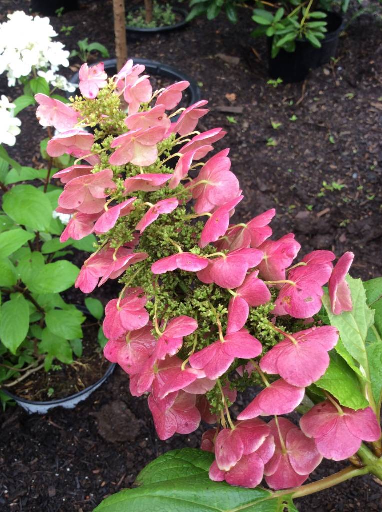 Hydrangea Querc Doughill Oakleaf Gatsby Star 3 Hydrangea Querc Doughill Oakleaf Gatsby Star 3