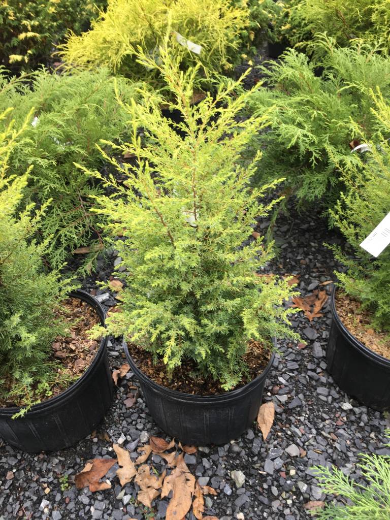 Juniperus communis Gold Cone Juniper, Common Gold Cone, 3