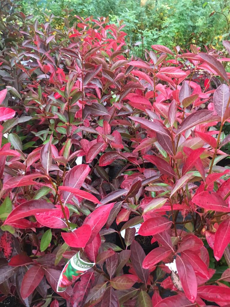 Viburnum nudum Winterthur Viburnum Witherod, Winterthur, 3