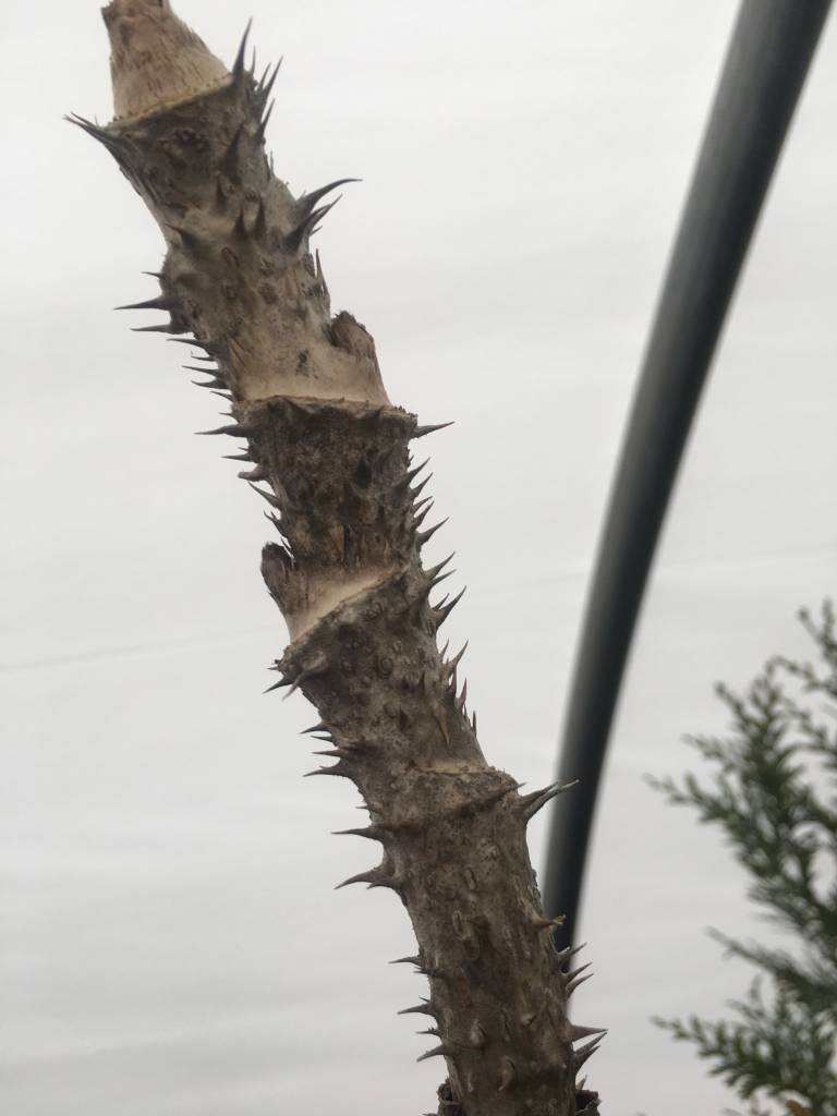 Aralia spinosa Devil's Walking Stick, 5 Behmerwald Nursery