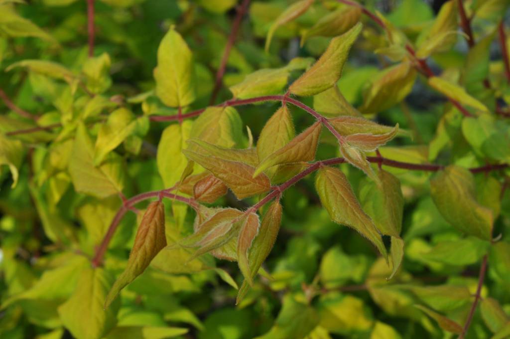 Kolkwitzia amabilis Maradco Beauty Bush, Dream Catcher, 3 Behmerwald