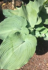 Hosta Blue Angel Plantain Lily 2 Behmerwald Nursery Hosta Blue Angel Plantain Lily 2