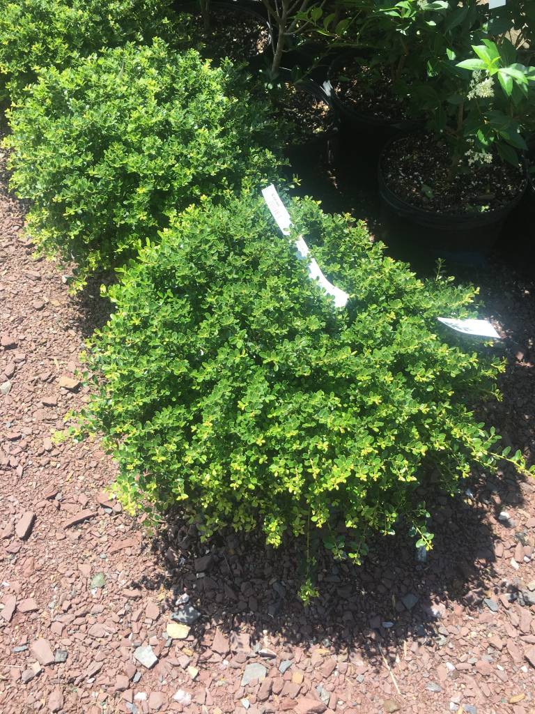 Ilex crenata Helleri Holly Japanese, Helleri, 3 Behmerwald Nursery