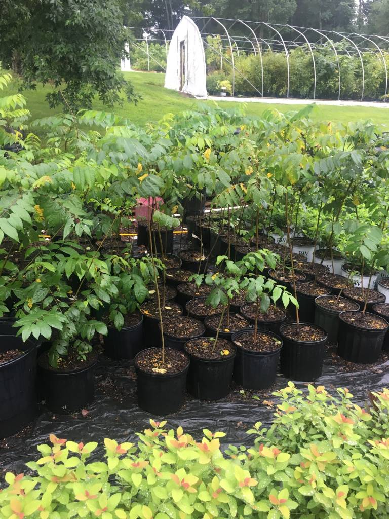 Juglans Nigra Black Walnut 3 Behmerwald Nursery Juglans Nigra Black Walnut 3