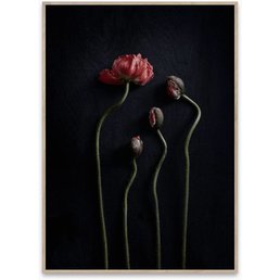 Paper Collective Still Life 02