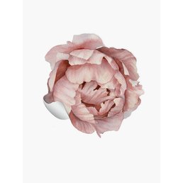 PaperMint Peony Sticker Medium