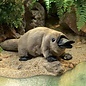 Folkmanis Platypus Puppet