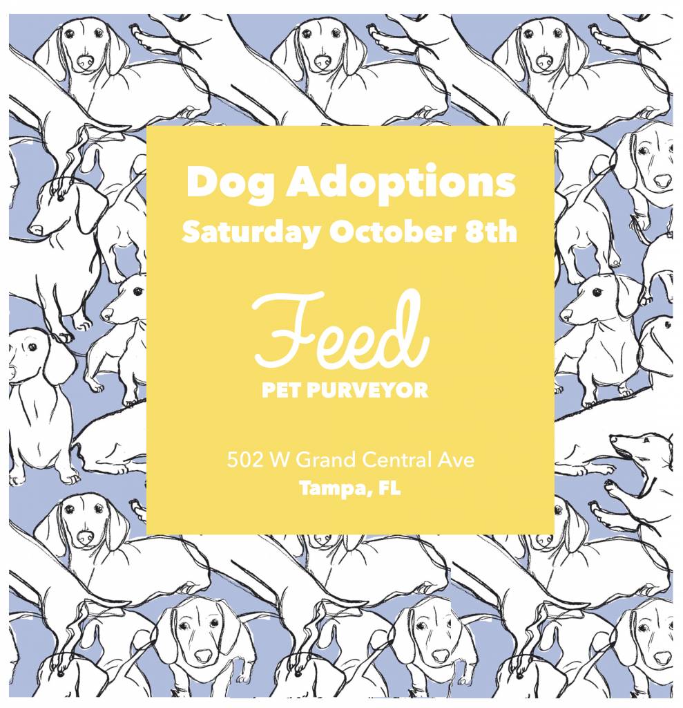 Opt to Adopt: October 8th