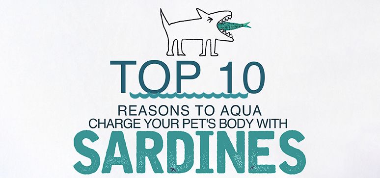 Top 10 Reasons To Aqua Charge Your Pet's Body With Sardines