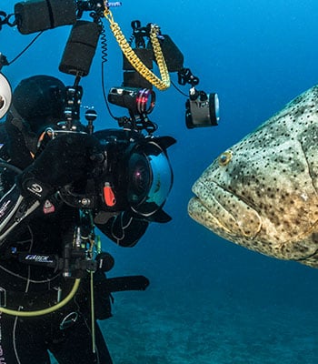 How to photograph goliath groupers