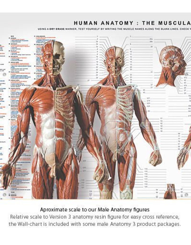 Anatomy Tools Anatomical Wall Chart The Compleat Sculptor The