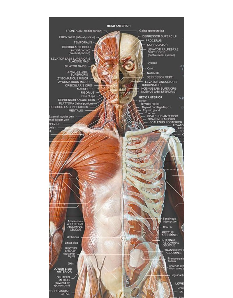 Anatomy Tools Anatomical Wall Chart The Compleat Sculptor The