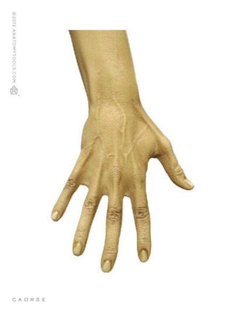 Anatomy Tools Female V1 13 Scale Figure The Compleat Sculptor The