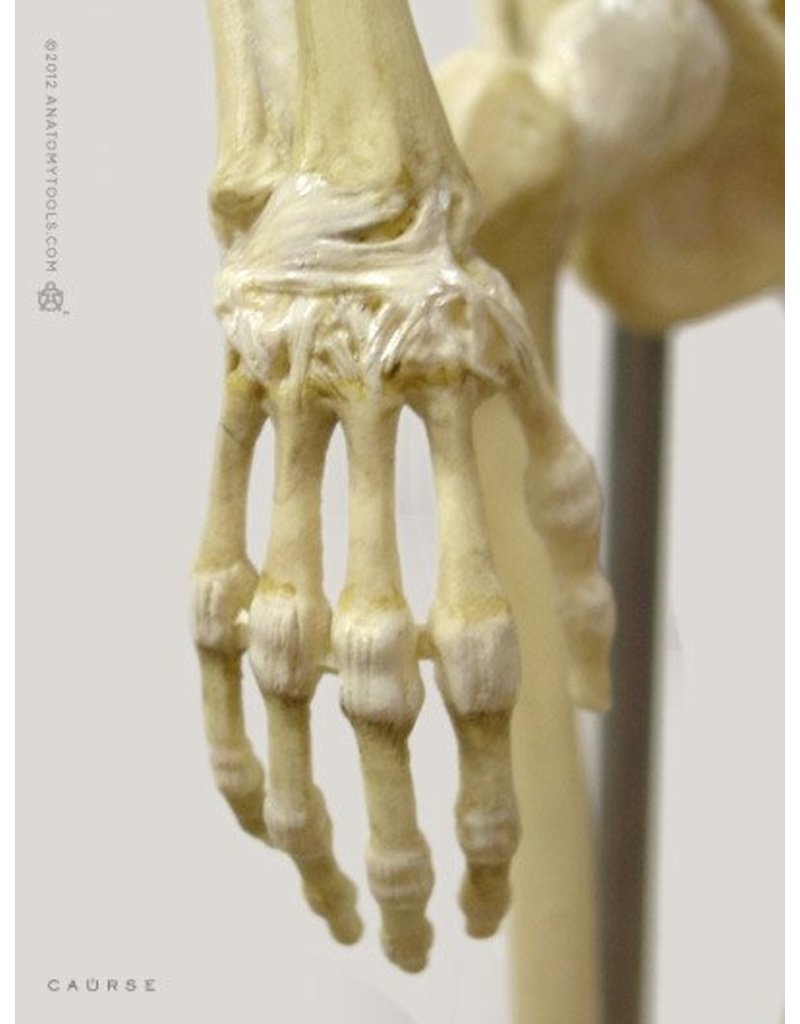 Anatomy Tools Male Skeleton V3 16 Scale Figure The Compleat Sculptor