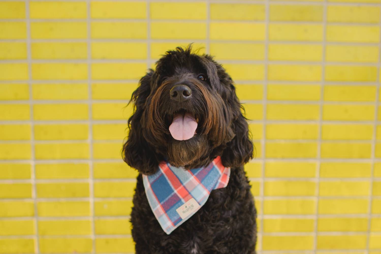 Shop Dog Boutique Shop Dog Boutique