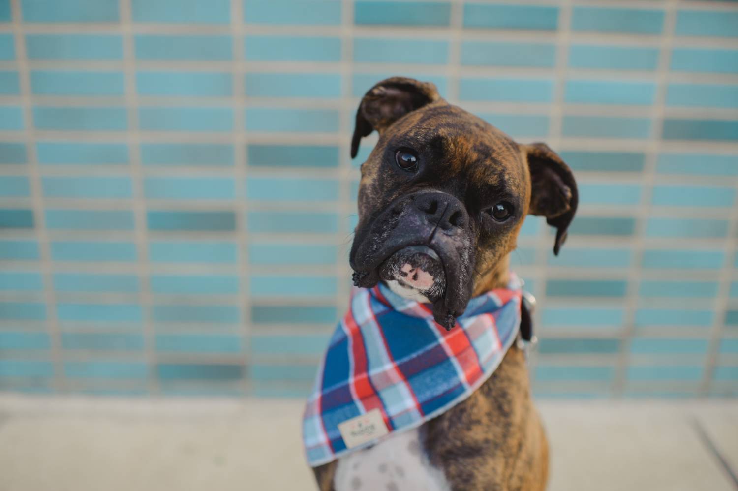 Shop Dog Boutique Shop Dog Boutique