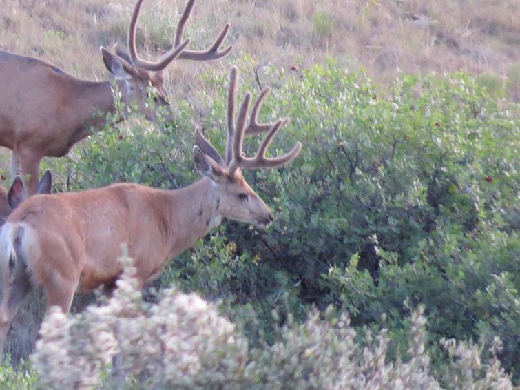 2016 Colorado Deer Scouting Pics
