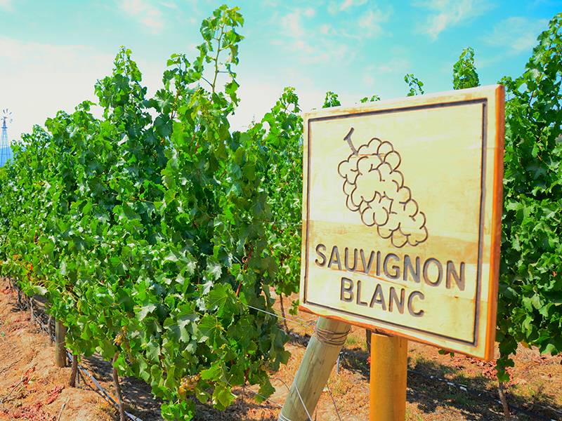 Exploring Sauvignon Blanc
