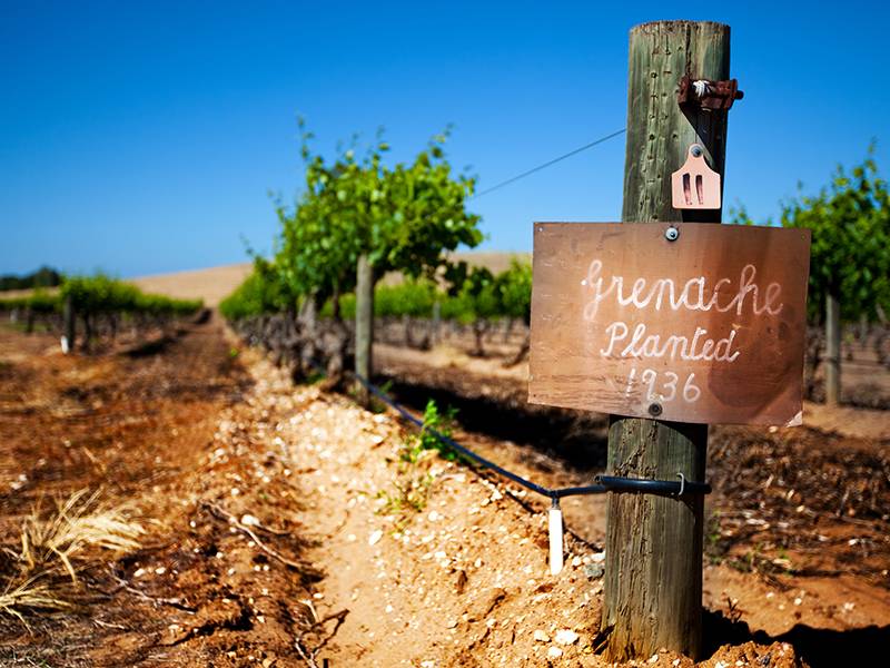 The Many Faces of Grenache
