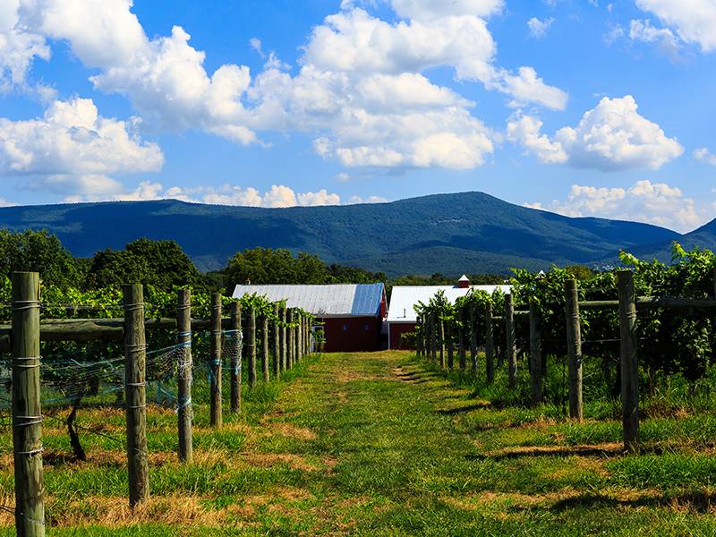October is Virginia Wine Month