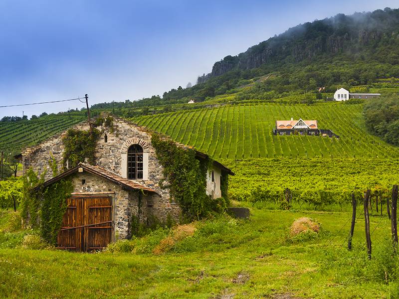 2017 is the Year of Furmint