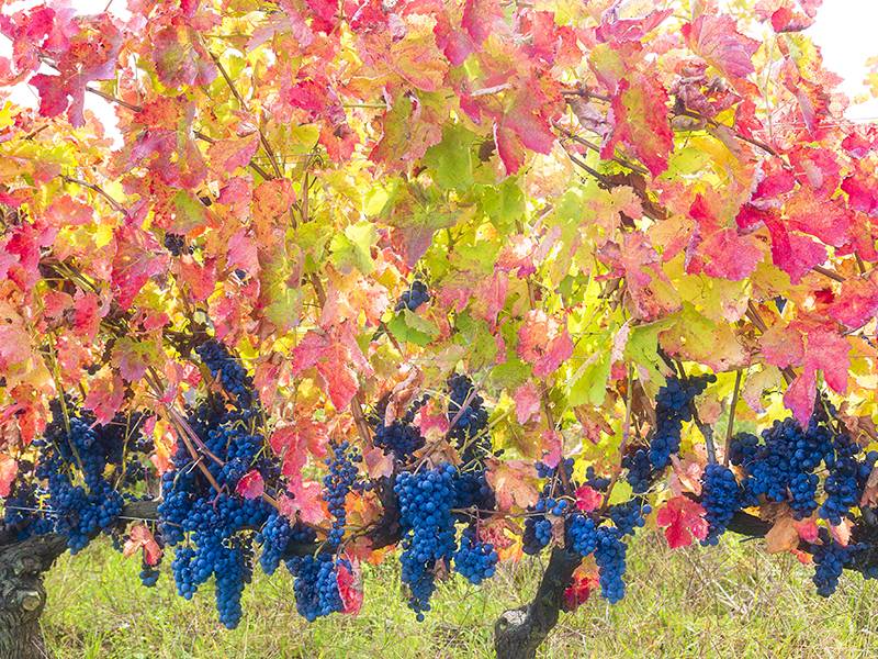 Aglianico: The Perfect Wine for Fall/Winter Dishes