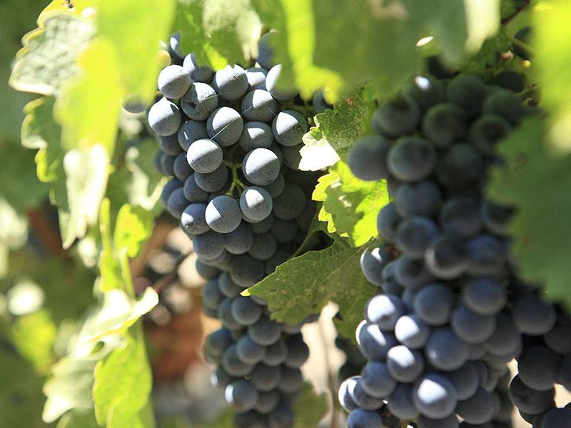 What is “Meritage?”