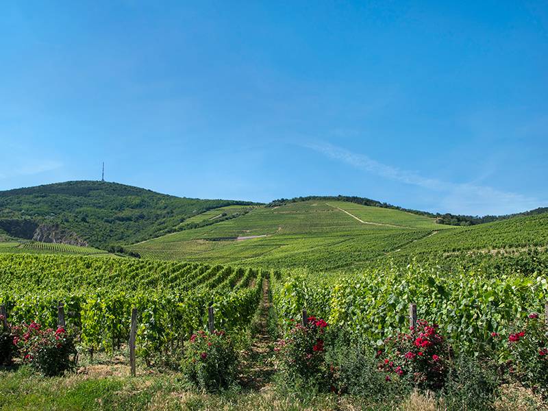 The World is “Hungary” for Furmint