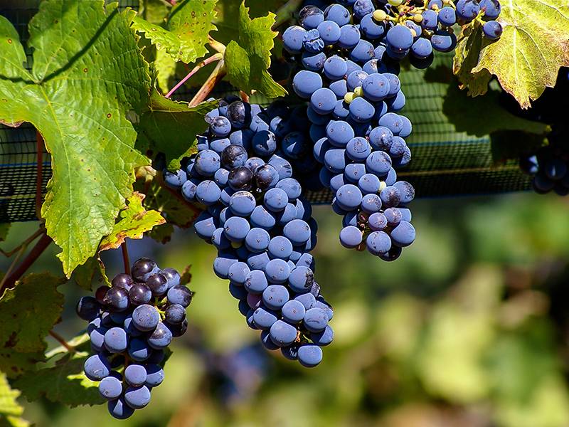 Old World vs. New World Malbec