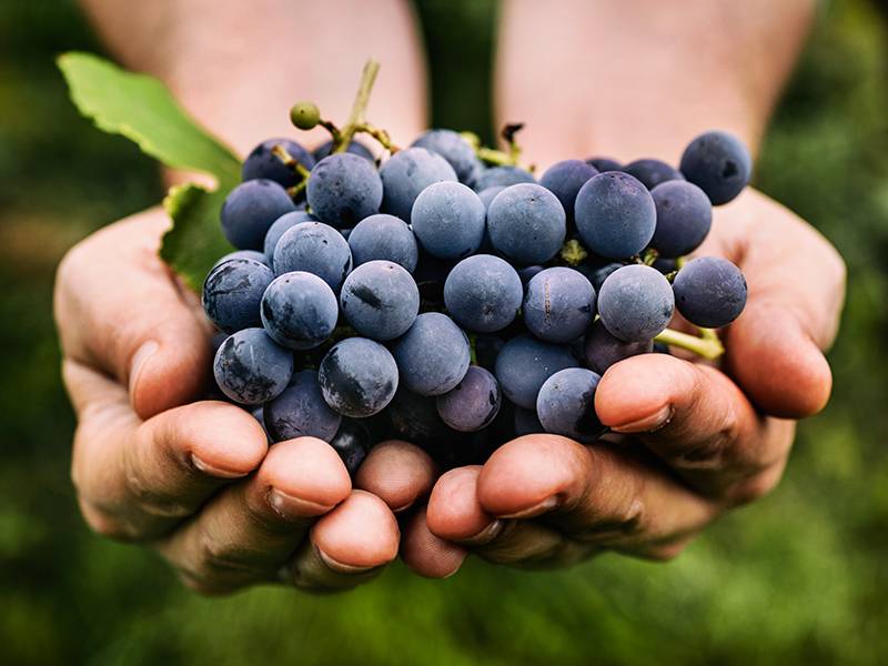 Where Do Grapes Come From?