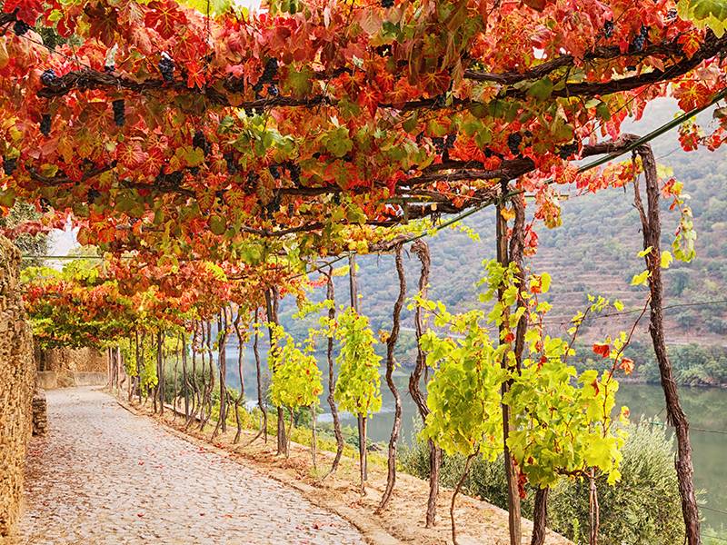 V Facts About Vinho Verde
