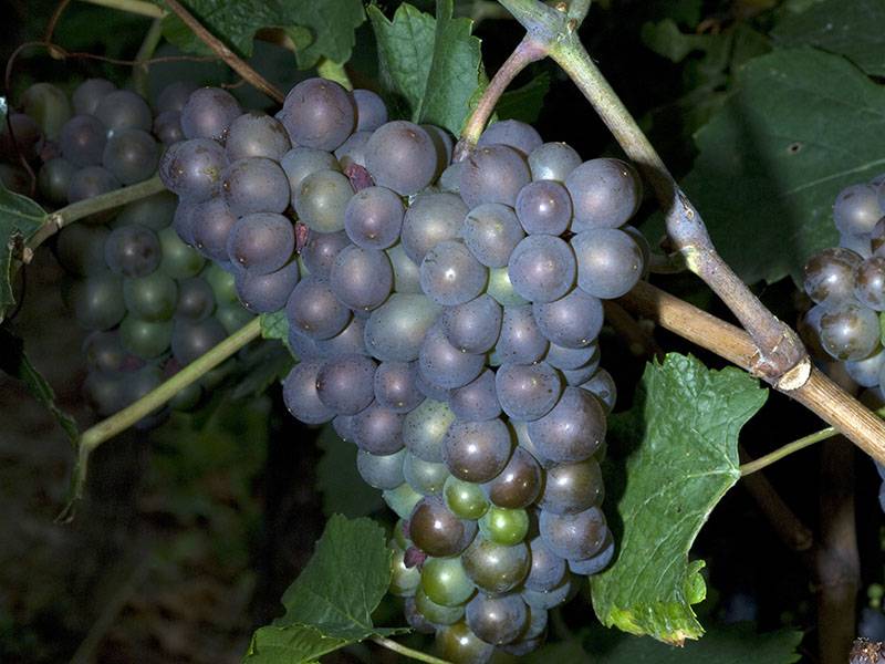 Pinot Gris v. Pinot Grigio