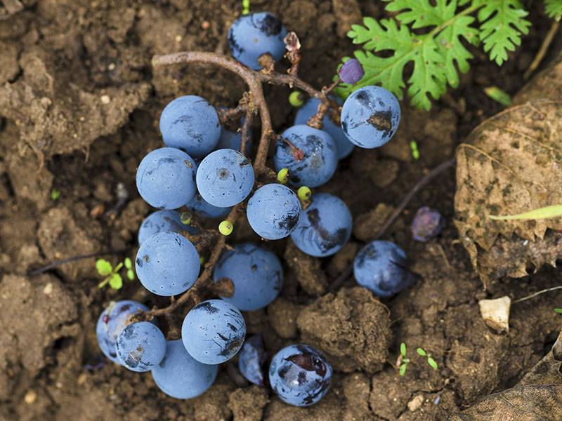 What is Terroir?