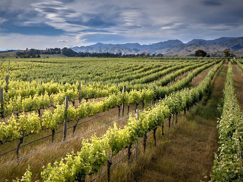 Why Is New Zealand Sauvignon Blanc So Popular?