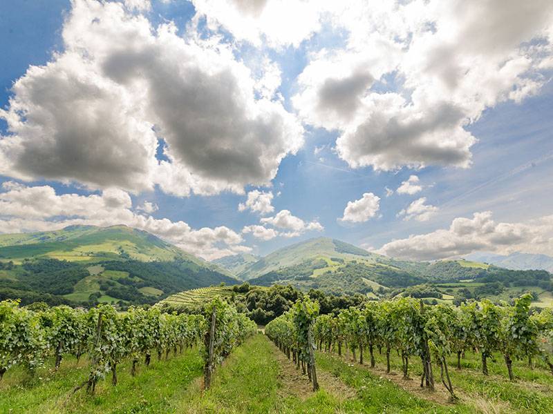 The Wines of Cotes de Gascogne