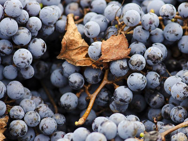 What is “Organic” Wine?
