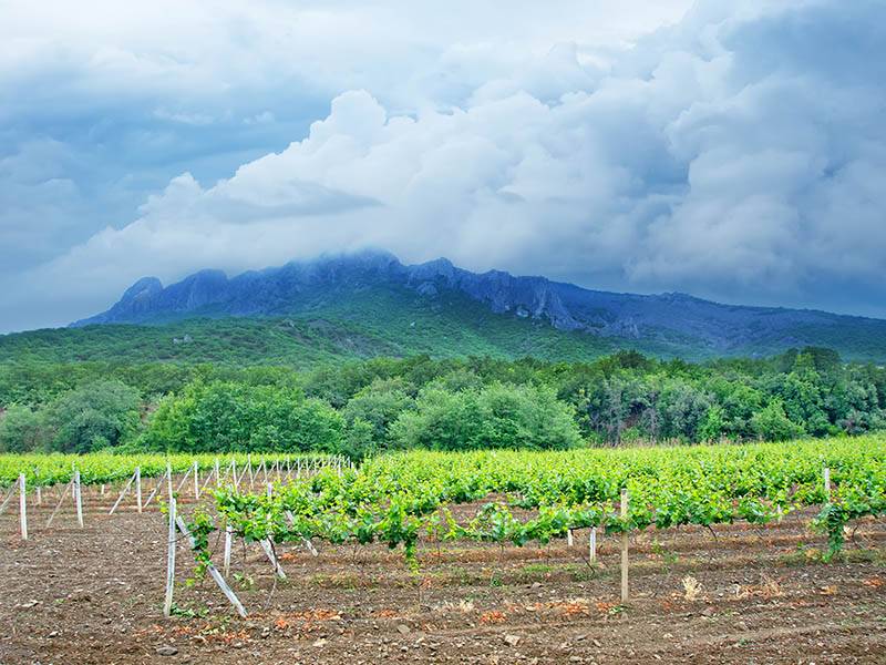 Hurricanes and Harvest