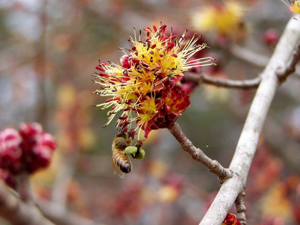 For the Love of the honeybee