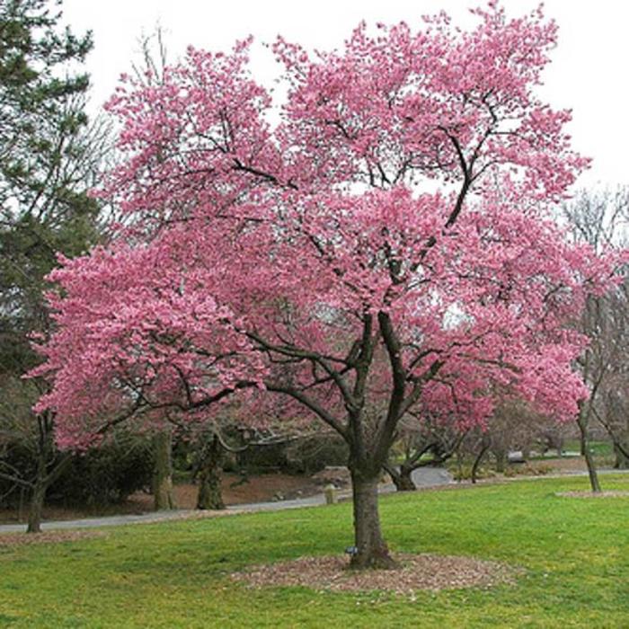 cherry in your tree xtc prunus okame cherry 7 boulevard flower gardens cherry in your tree xtc prunus okame cherry 7 boulevard flower gardens