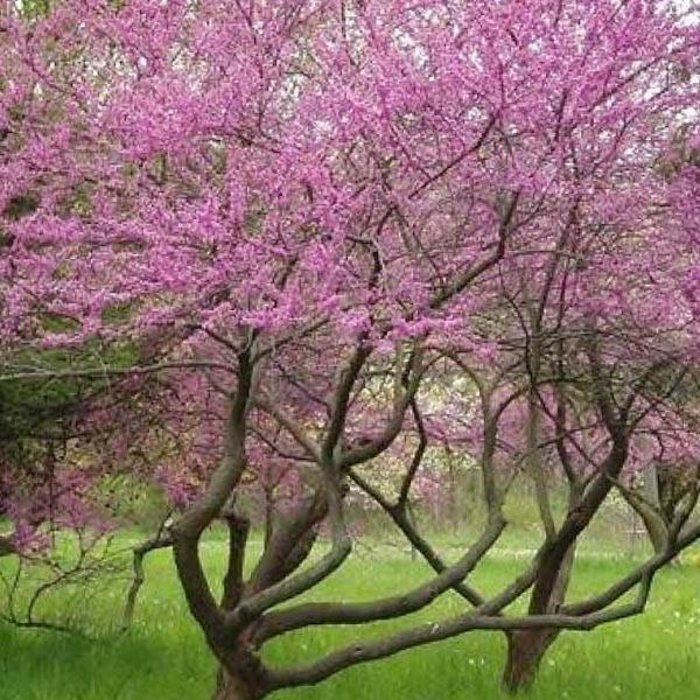 Flowering - Boulevard Flower Gardens