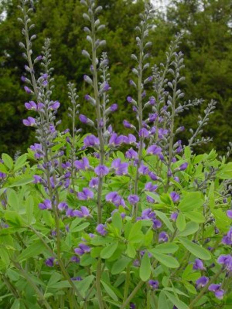 Baptisia australis False Indigo, #1 - Behmerwald Nursery