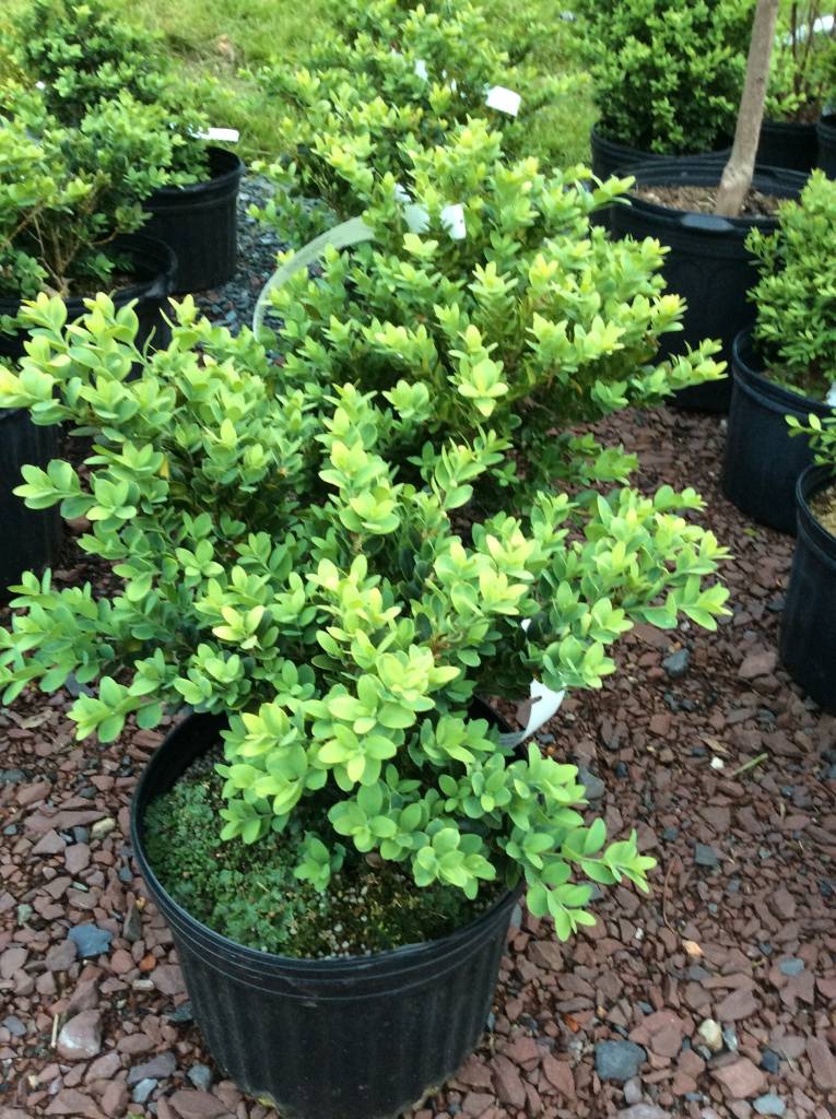 Buxus semp. Vardar Valley Boxwood, Vardar Valley, #3 - Behmerwald Nursery