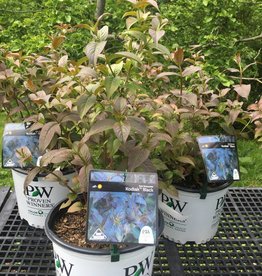 Shrubs Behmerwald Nursery Nativar Shrub Rvilla X Kodiak Black Honeyle Bush 3