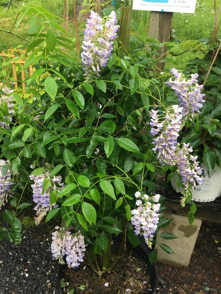 Wisteria macrostachya Betty Matthews, Summer Cascade Wisteria, #7 ...