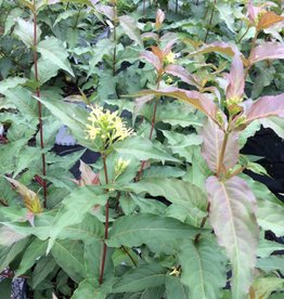 Shrubs Behmerwald Nursery Nativar Shrub Rvilla X Kodiak Red Honeyle Bush 3