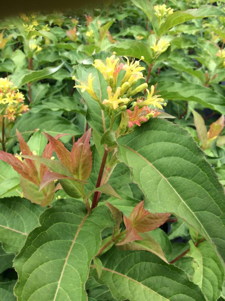Nativar Shrub Rvilla X Kodiak Orange Honeyle Bush Nativar Shrub Rvilla X Kodiak Orange Honeyle Bush