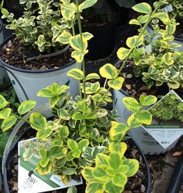 Shrubs Behmerwald Nursery Euonymus Fortunei Roemertwo Wintercreeper Gold Splash 3