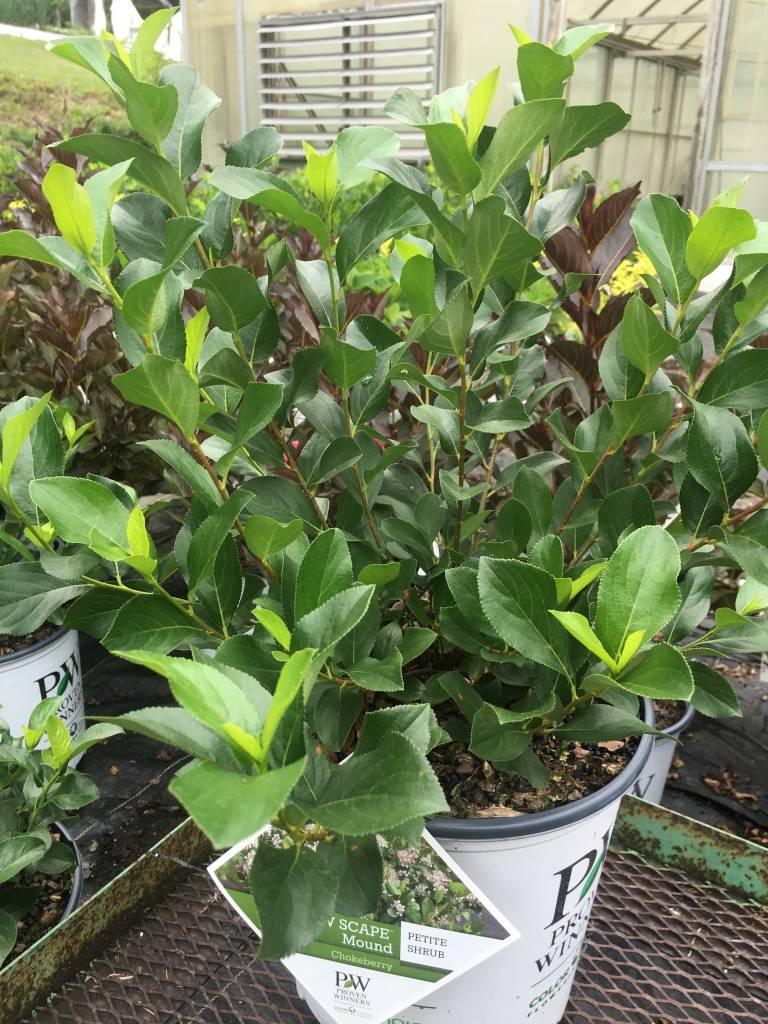 Aronia mel. Low Scape Mound Chokeberry, #3 - Behmerwald Nursery