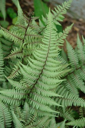 Athyrium x Ghost Fern - Lady, Ghost, #1 - Behmerwald Nursery